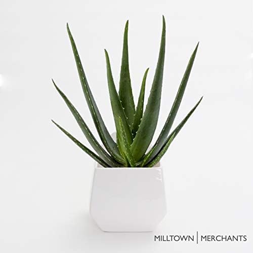 Milltown Merchants Succulent Wall Planters - Wall Vases - White Ceramic Wall Mounted Planters - Succulent Plant Pots - Hanging Vases for Living Wall (2 Pack/Contemporary/White)