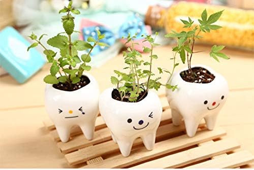 Pack of 3 Mini Shaped Tooth Planter Ceramic Succulent Plant Pots Set for Small Succulent Tooth Gifts for Adults Kids Women Dentist