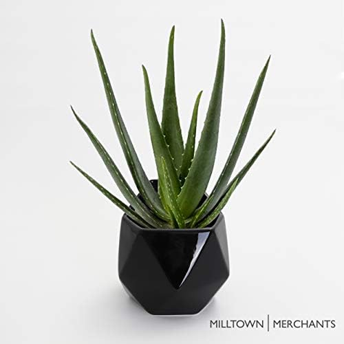 Milltown Merchants Succulent Wall Planters - Wall Vases - White Ceramic Wall Mounted Planters - Succulent Plant Pots - Hanging Vases for Living Wall (2 Pack/Geometric/Black)