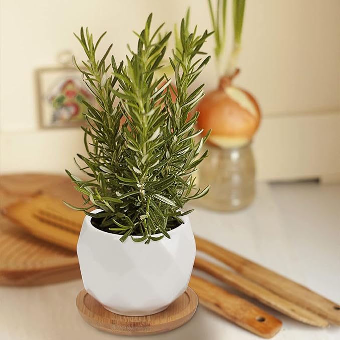ZOUTOG Succulent Plant Pot 12 Pack, 2.5 inch Square Pattern Ceramic Planters with Bamboo Tray, Small Succulent Pots Indoor, White Office Desk Decor (Seeds＆ Plants Not Included)