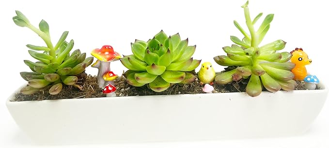 11inch Long Rectangle White Ceramic Succulent Planter Pots/Mini Flower Plant Containers with Bamboo Saucers. Product Size:11x2.23x1.69inch,not Include The Plant. (Long Rectangle)