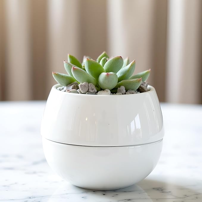 Willowy Small Succulent Pot (1 Pack) - Succulent Pots with Drainage Tray - Ceramic Plant Pots, Cactus/Succulent Planters, Small Flower Pot - No Succulents/Plants Included