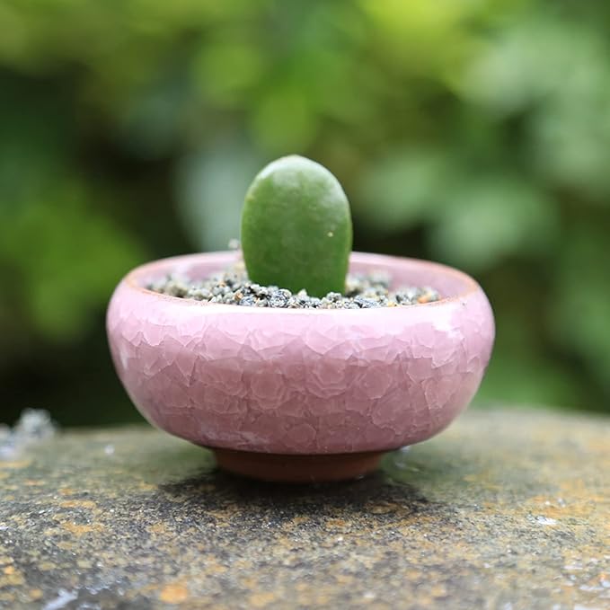 TOPZEA 16 Pack Mini Succulent Planter Pot, 2.5 Inch Ceramic Ice Crack Cactus Seed Starter Pots Micro Landscape Planter with Drainage Hole & Bamboo Tray for Moss Plant, Baby Succulent, Herb