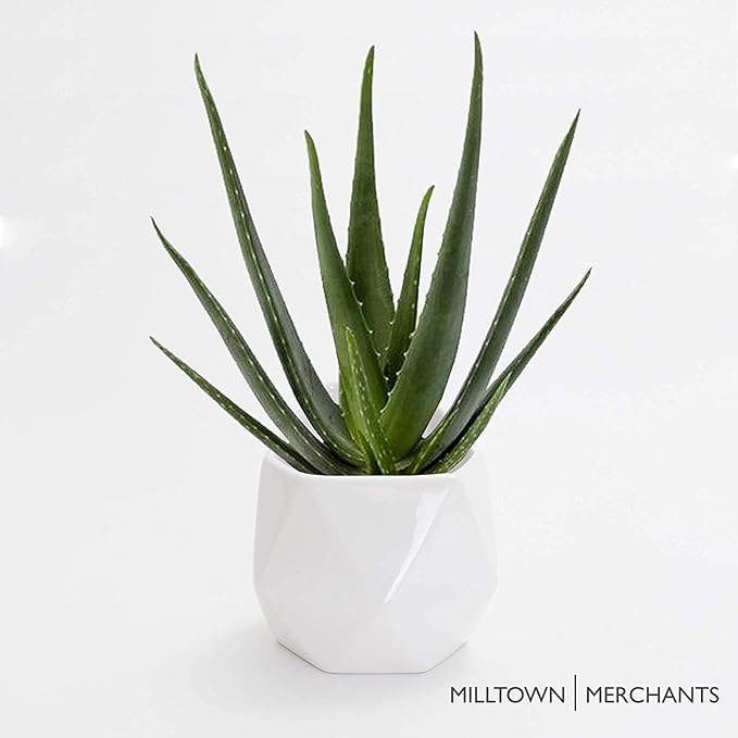 Milltown Merchants Succulent Wall Planters - Wall Vases - White Ceramic Wall Mounted Planters - Succulent Plant Pots - Hanging Vases for Living Wall (2 Pack/Geometric/White)