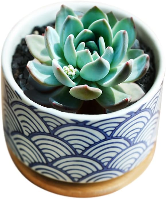 GeLive 3 Inch Ceramic Succulent Planter, Cactus Plant Pot, Flower Container with Bamboo Drip Tray, Indoor Outdoor, Set of 2 (Wave and Blue Flower)