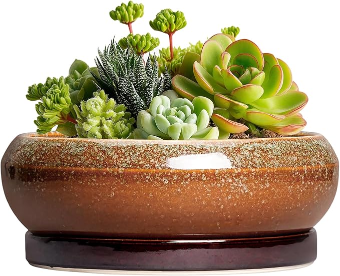 Succulent Pots - 6 Inch Ceramic Bonsai Pots with Drainage Hole and Tray, Succulent Planters for Indoor Outdoor, Shallow Round Planter, Cactus Pot, Desk Decor, Plant Lover Gifts, Retro Brown