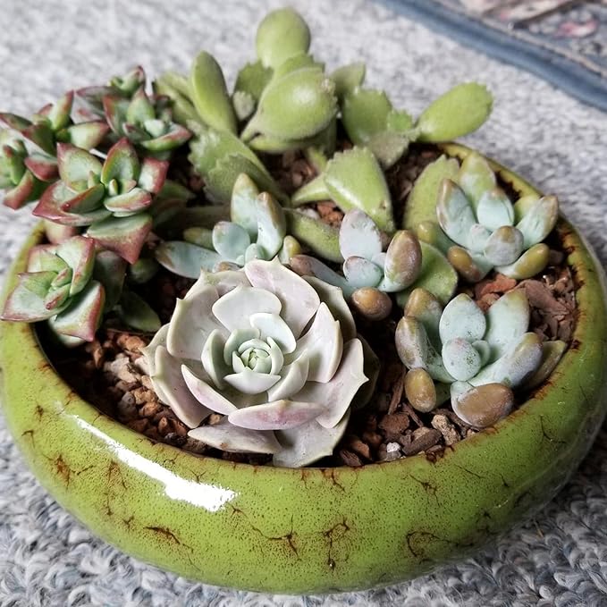 Succulent Pots - 2 PCS Large Bonsai Pots With Drainage Tray, 7.3 Inch Shallow Planters for Indoor Plants Ceramic Cactus Plant Container Bowl for Home Office Desk