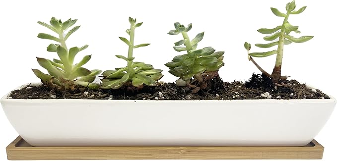 11inch Long Rectangle White Ceramic Succulent Planter Pots/Mini Flower Plant Containers with Bamboo Saucers. Product Size:11x2.23x1.69inch,not Include The Plant. (Long Rectangle)