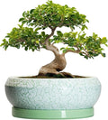 Bonsai Pots - 13 Inch Ceramic Succulent Pots for Indoor Outdoor, Large Shallow Planter with Drainage Hole and Saucer, Round Flower Succulent Planter, Patio Decor, Gifts for Women, Green