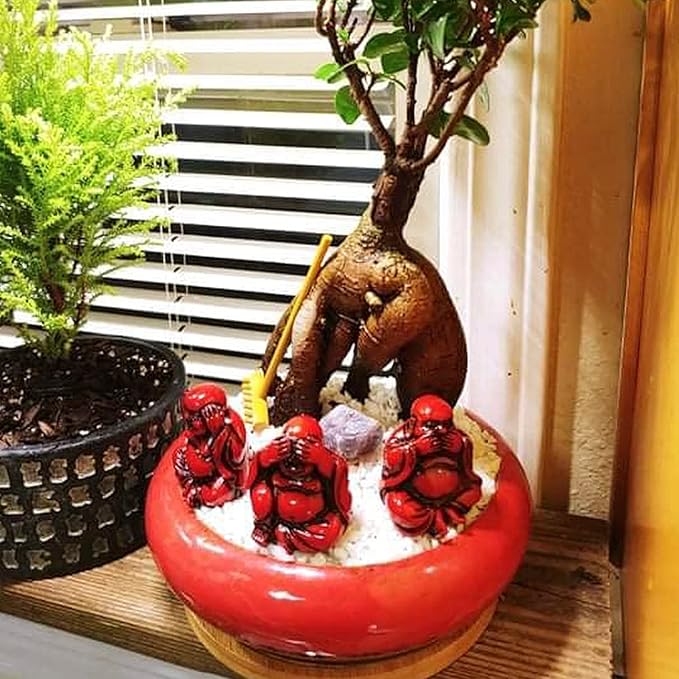 Succulent Pots - 2 PCS Large Bonsai Pots With Drainage Tray, 7.3 Inch Shallow Planters for Indoor Plants Ceramic Cactus Plant Container Bowl for Home Office Desk