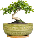 G EPGardening Bonsai Tree Pot - 8 Inch Ceramic Planter for Indoor Plants Flower, Shallow Round Succulent Bowl with Drainage and Saucer, Boho Office Decor, Gifts for Plant Lovers, Green