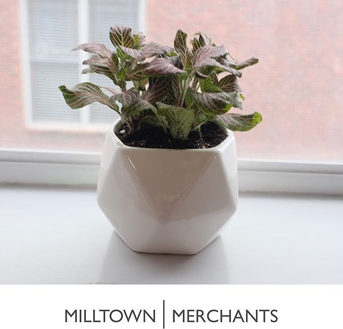 Milltown Merchants Succulent Wall Planters - Wall Vases - Black Ceramic Wall Mounted Planters - Succulent Plant Pots - Hanging Vases for Living Wall (2 Pack/Geometric/White)
