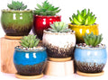 ARTKETTY Succulent Pots - 4 Inch Ceramic Succulent Planters with Drainage Tray Set of 6, Small Cactus Pots for Indoor Plants Colorful Flower Plant Pots for Desk Windowsill
