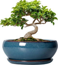 SQOWL Bonsai Pots - 8 Inch Ceramic Succulent Pots with Drainage Hole and Saucer, Round Shallow Planter for Indoor Outdoor Plants Flowers, Ceramic Planter Bowl, Room Decor, Gardening Gifts, Blue