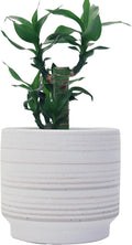 Ceramic Plant Pot 6 Inch Planter with Drainage Hole & Mesh Pad for Indoor Plant Pots Outdoor Plants Modern Plant Pot -Cylinder Round Ceramic Pots for Plants Succulent/Herbs/Violets