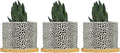 Leopard Print Planters Ceramic African Animal Stripe Round Flower Pot with Drainage Holes and Bamboo Tray Pot for Home Office Desk Garden