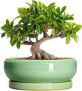 10 Inch Bonsai Tree Pots - Ceramic Succulent Pots with Drainage Hole and Tray, Shallow Planter for Indoor Outdoor Plants, Round Planters, House Decor, Gifts for Plant Lovers, Light Green