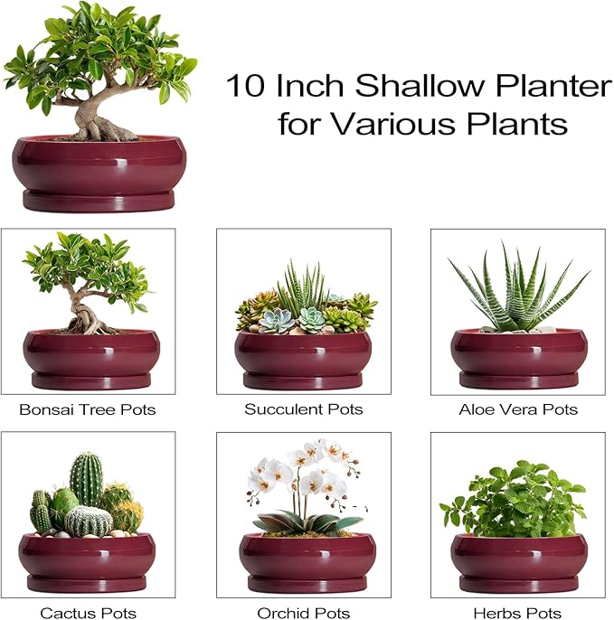 Bonsai Pots 10 Inch - Ceramic Succulent Planters for Indoor Plants Outdoor, Round Succulent Pots with Drainage Hole and Tray, Shallow Planter, Room Decor, Gifts for Plant Lovers, Wine Red