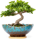 ARTKETTY Bonsai Pots - 9.06 Inch Large Plant Pots, Unique Succulent Pots with Drainage Tray, Ceramic Planters for Indoor Cactus Flower Plants Round Bonsai Tree Pots Decorative Home Office