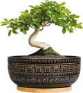 G EPGardening Bonsai Planter - 8 Inch Ceramic Succulent Pots with Drainage and Plant Saucer, Round Shallow Planter Bowl for Indoor Plants Flower, Boho Garden House Decor, Plant Lovers Gifts, Black