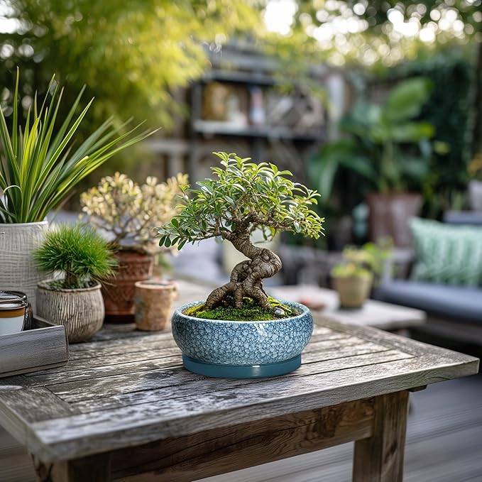 Succulent Pots 6 Inch - Ceramic Bonsai Pots with Drainage Hole and Saucer, Shallow Planters for Indoor Outdoor, Small Bonsai Pot, Round Planter Bowl, Porch Room Decor, Plant Lover Gift, Blue