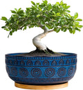 Bonsai Pots 8 Inch - Ceramic Succulent Pots for Indoor Plants, Shallow Round Planters with Drainage Hole and Saucer, Boho Bonsai Bowl, Home Decor, Blue
