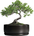 SQOWL Bonsai Pots - 8 Inch Ceramic Plant Pots for Succulents, Round Indoor Planter with Drainage Hole and Saucer, Shallow Modern Planter Bowl, Room Decor, Black