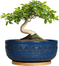 G EPGardening Bonsai Pots 8 Inch - Ceramic Succulent Pots, Round Planter for Indoor Plants, Modern Outdoor Planter with Drainage and Plant Saucer, Boho Home Decor, House Warming Gifts New Home, Blue