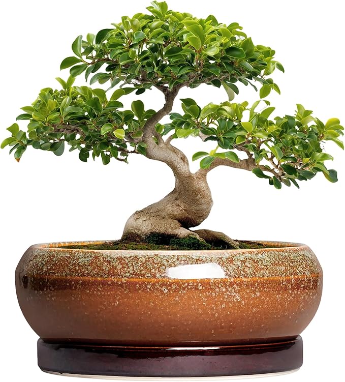 Bonsai Pots 13 Inch - Large Ceramic Succulent Planter for Indoor Outdoor, Round Shallow Planters with Drainage Hole and Saucer, Large Succulent Pots, Patio Decor, Garden Gifts, Retro Brown
