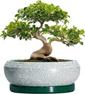 Bonsai Pots 13 Inch - Shallow Ceramic Planter with Drainage Hole and Saucer, Round Succulent Pots for Indoor Outdoor, Large Succulent Planter, Apartment Decor, Gardening Gifts, Green