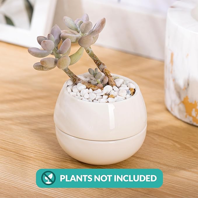 Willowy Small Succulent Pot (1 Pack) - Succulent Pots with Drainage Tray - Ceramic Plant Pots, Cactus/Succulent Planters, Small Flower Pot - No Succulents/Plants Included
