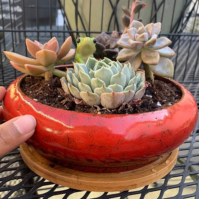 Succulent Pots - 2 PCS Large Bonsai Pots With Drainage Tray, 7.3 Inch Shallow Planters for Indoor Plants Ceramic Cactus Plant Container Bowl for Home Office Desk
