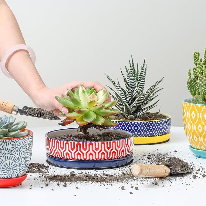 Selamica Ceramic Succulent Pots, Shallow Succulent Planters with Drainage Hole & Saucer, Indoor Plant Pots for Cactus, Home Decor，Assorted Colors,6 inch，Set of 4