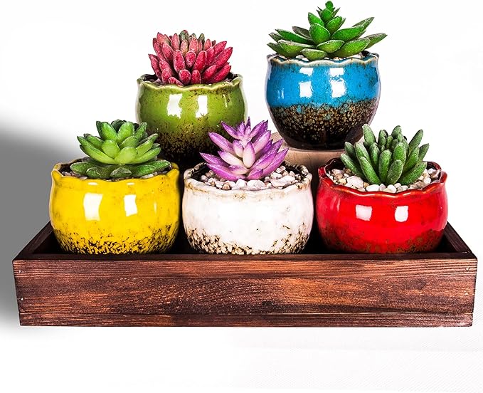ARTKETTY Succulent Pots - 4 Inch Ceramic Succulent Planters with Drainage Tray Set of 6, Small Cactus Pots for Indoor Plants Colorful Flower Plant Pots for Desk Windowsill