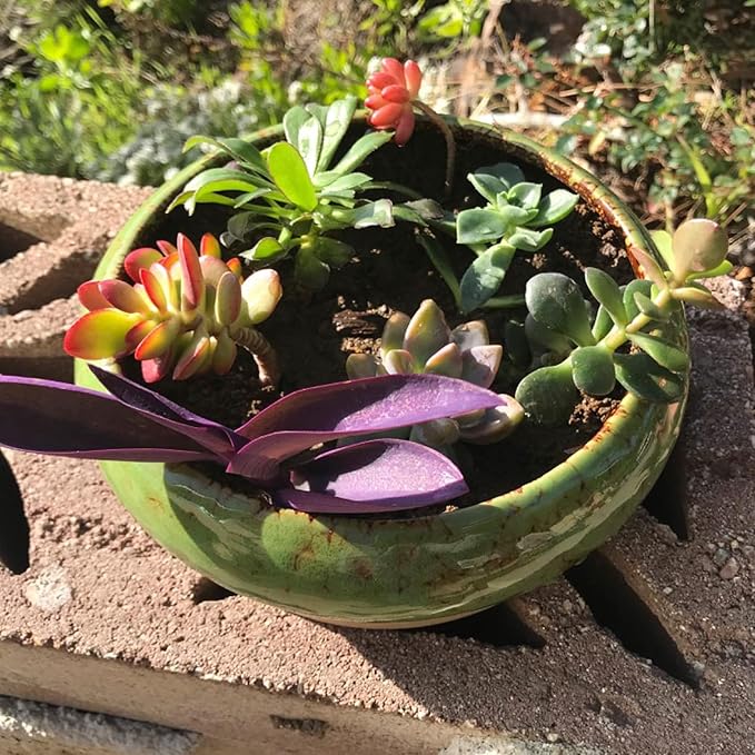 Succulent Pots with Drainage, 2 Pack Large Succulent Planters Ceramic Bonsai Pot with Trays, 7.3 Inch Round Shallow Planters for Indoor Cactus Flower Plants