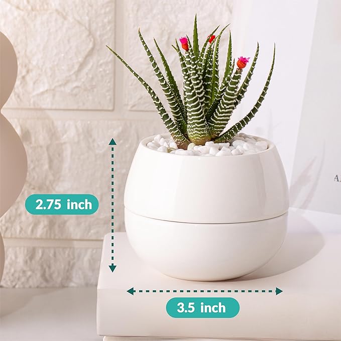 Willowy Small Succulent Pot (1 Pack) - Succulent Pots with Drainage Tray - Ceramic Plant Pots, Cactus/Succulent Planters, Small Flower Pot - No Succulents/Plants Included