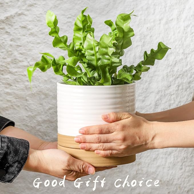 HASENSE Ceramic Plant Pots, 6 Inch Planters for Indoor Plants with Drainage Holes and Saucers, White Flower Pots for Succulent, Snake Plants, Cactus, Modern Decor Gift for Mom, 1 Pcs