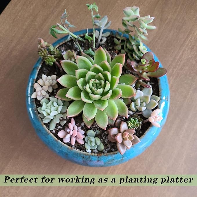 Succulent Pots - Large Succulent Planters with Drainage, 7.3 Inch Ceramic Bonsai Pots with Bamboo Tray Set of 2, Shallow Cactus Flower Planter Bowl for Indoor