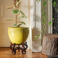 Red Lantern 14" Daffodil Yellow Fishbowl Planter or Cachepot for Indoor/Outdoor Use in Garden Entryway Living Room Boho Eclectic Modern Contemporary Classic Traditional Style Decor