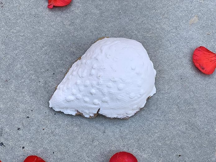 Ceramic White and Gold Sea Shell Ring Dish, Handmade Jewelry Bowl, Unique Gift for Her, Women, Mom, Bride, Girlfriend on Birthday, Anniversary, Wedding, Bridal Shower - Please Read Description